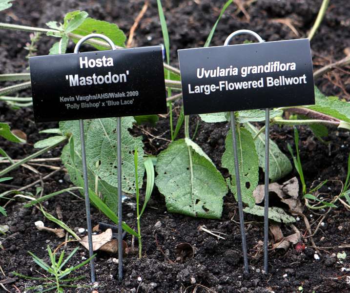 Engraved 4 x 2 inch plate with 11 inch stake. Specialty Garden Markers